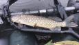 IMG-20191006-WA0010